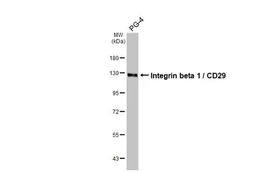 Anti-Integrin beta 1 / CD29 antibody [HL3716] used in Western Blot (WB). GTX641906