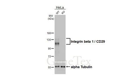 Anti-Integrin beta 1 / CD29 antibody [HL3716] used in Western Blot (WB). GTX641906