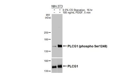 Anti-PLCG1 (phospho Ser1248) antibody [HL3719] used in Western Blot (WB). GTX641909