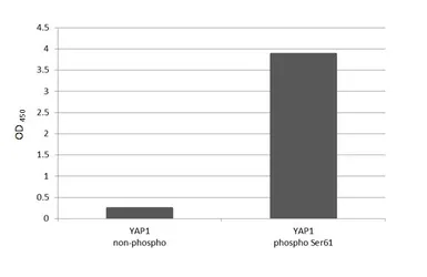 Anti-YAP1 (phospho Ser61) antibody [HL3721] used in  (). GTX641911