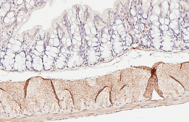Anti-alpha 2a Adrenergic Receptor antibody [HL3725] used in IHC (Paraffin sections) (IHC-P). GTX641915