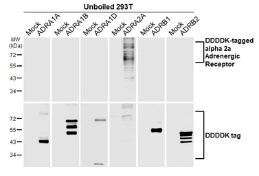 Anti-alpha 2a Adrenergic Receptor antibody [HL3725] used in Western Blot (WB). GTX641915