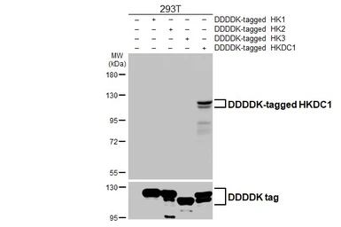 Anti-HKDC1 antibody [HL3743] used in Western Blot (WB). GTX641933