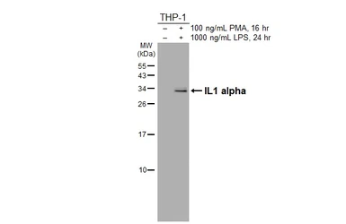 Anti-IL1 alpha antibody [HL3748] used in Western Blot (WB). GTX641947