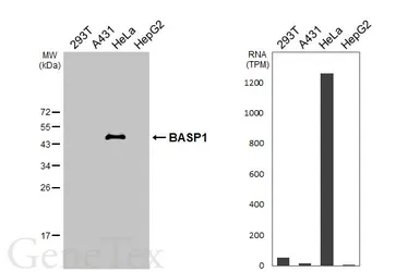 Anti-BASP1 antibody [HL3760] used in Western Blot (WB). GTX641959