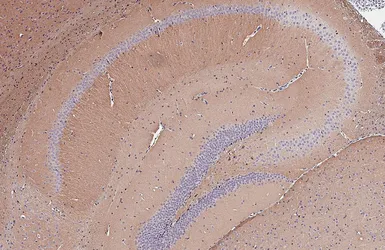 Anti-BASP1 antibody [HL3760] used in IHC (Paraffin sections) (IHC-P). GTX641959