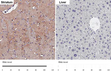 Anti-BASP1 antibody [HL3760] used in IHC (Paraffin sections) (IHC-P). GTX641959