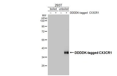 Anti-CX3CR1 antibody [HL3762] used in Western Blot (WB). GTX641961