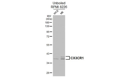 Anti-CX3CR1 antibody [HL3762] used in Western Blot (WB). GTX641961