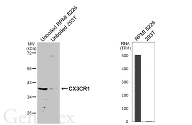 Anti-CX3CR1 antibody [HL3762] used in Western Blot (WB). GTX641961