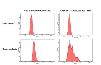 Anti-CX3CR1 antibody [HL3762] used in Flow cytometry (FCM). GTX641961