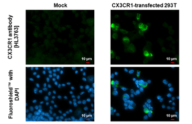 Anti-CX3CR1 antibody [HL3763] used in Immunocytochemistry/ Immunofluorescence (ICC/IF). GTX641962