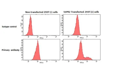 Anti-S1PR2 antibody [HL3765] used in Flow cytometry (FCM). GTX641964