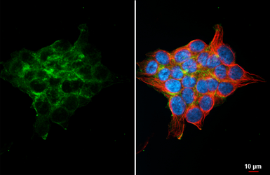 Anti-PAR2 antibody [HL3771] used in Immunocytochemistry/ Immunofluorescence (ICC/IF). GTX641970