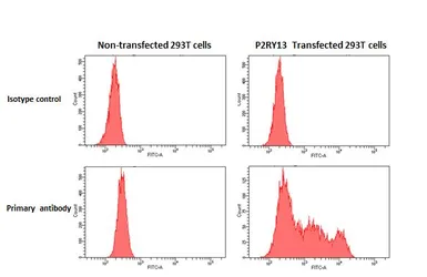 Anti-P2Y13 antibody [HL3775] used in Flow cytometry (FCM). GTX641974
