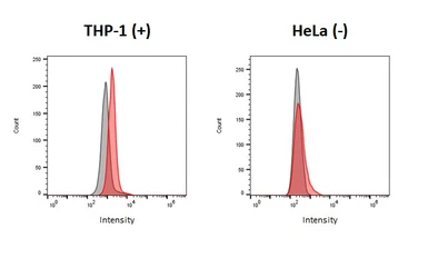 Anti-P2Y13 antibody [HL3775] used in Flow cytometry (FCM). GTX641974
