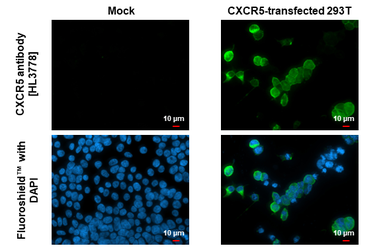 Anti-CXCR5 antibody [HL3778] used in Immunocytochemistry/ Immunofluorescence (ICC/IF). GTX641977