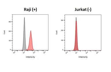 Anti-CXCR5 antibody [HL3778] used in Flow cytometry (FCM). GTX641977