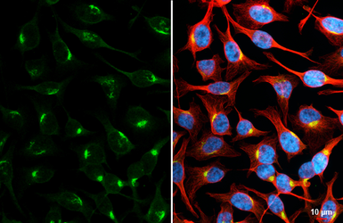Anti-Golgin 97 antibody [HL3788] used in Immunocytochemistry/ Immunofluorescence (ICC/IF). GTX642007