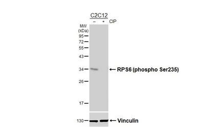 Anti-RPS6 (phospho Ser235) antibody [HL3793] used in Western Blot (WB). GTX642012