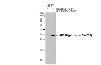 Anti-RPS6 (phospho Ser235) antibody [HL3793] used in Western Blot (WB). GTX642012