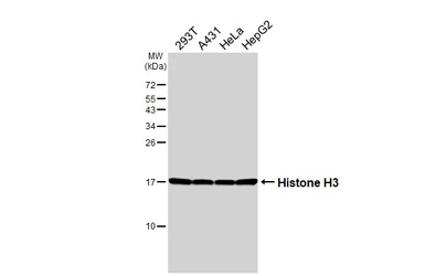 Anti-Histone H3 antibody [HL3803] used in Western Blot (WB). GTX642022