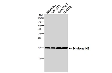 Anti-Histone H3 antibody [HL3803] used in Western Blot (WB). GTX642022