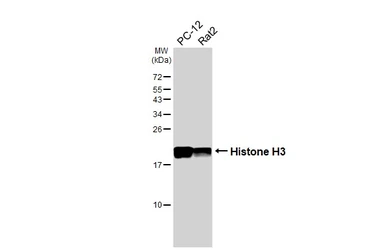 Anti-Histone H3 antibody [HL3803] used in Western Blot (WB). GTX642022