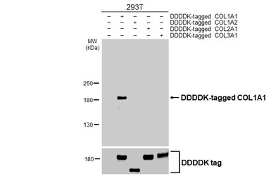 Anti-COL1A1 antibody [GT91] used in Western Blot (WB). GTX642024