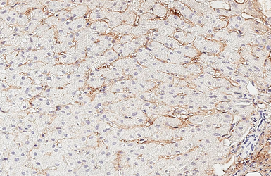 Anti-COL1A1 antibody [GT91] used in IHC (Paraffin sections) (IHC-P). GTX642024