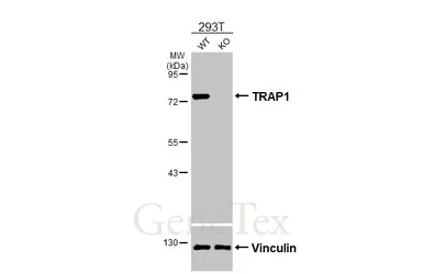 Anti-TRAP1 antibody [HL3809] used in Western Blot (WB). GTX642033