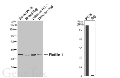 Anti-Flotillin 1 antibody [HL3812] used in Western Blot (WB). GTX642036