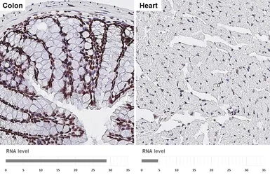 Anti-ALY antibody [HL3813] used in IHC (Paraffin sections) (IHC-P). GTX642037