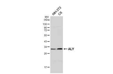 Anti-ALY antibody [HL3813] used in Western Blot (WB). GTX642037