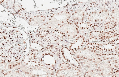 Anti-ALY antibody [HL3813] used in IHC (Paraffin sections) (IHC-P). GTX642037