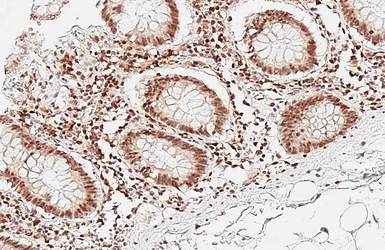Anti-ALY antibody [HL3813] used in IHC (Paraffin sections) (IHC-P). GTX642037