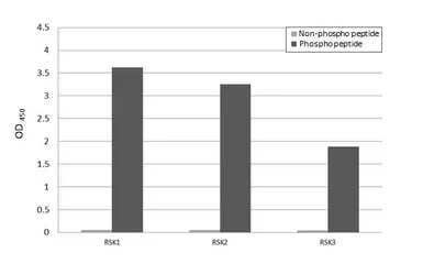 Anti-p90 RSK (phospho Ser380) antibody [HL3817] used in  (). GTX642041