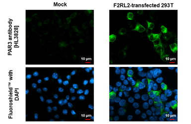 Anti-PAR3 antibody [HL3828] used in Immunocytochemistry/ Immunofluorescence (ICC/IF). GTX642052