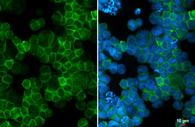 Anti-PAR3 antibody [HL3828] used in Immunocytochemistry/ Immunofluorescence (ICC/IF). GTX642052