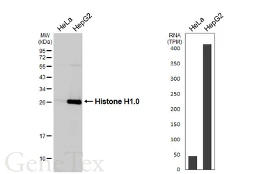 Anti-Histone H1.0 antibody [HL3841] used in Western Blot (WB). GTX642075