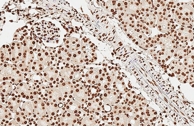 Anti-Histone H1.0 antibody [HL3841] used in IHC (Paraffin sections) (IHC-P). GTX642075
