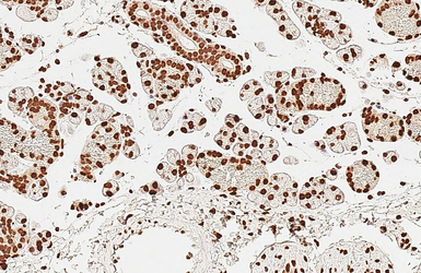 Anti-Histone H1.0 antibody [HL3841] used in IHC (Paraffin sections) (IHC-P). GTX642075