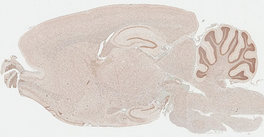 Anti-Histone H1.0 antibody [HL3841] used in IHC (Paraffin sections) (IHC-P). GTX642075