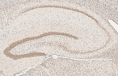 Anti-Histone H1.0 antibody [HL3841] used in IHC (Paraffin sections) (IHC-P). GTX642075