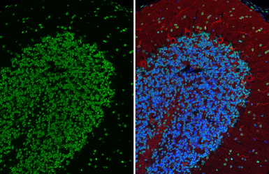 Anti-Histone H1.0 antibody [HL3841] used in IHC (Paraffin sections) (IHC-P). GTX642075