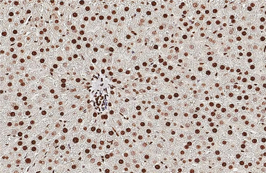 Anti-Histone H1.0 antibody [HL3841] used in IHC (Paraffin sections) (IHC-P). GTX642075