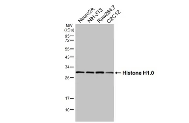 Anti-Histone H1.0 antibody [HL3841] used in Western Blot (WB). GTX642075