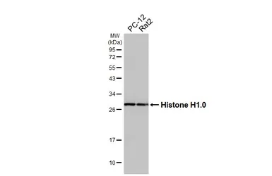 Anti-Histone H1.0 antibody [HL3841] used in Western Blot (WB). GTX642075