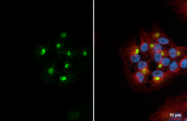 Anti-VIP antibody [HL3846] used in Immunocytochemistry/ Immunofluorescence (ICC/IF). GTX642080