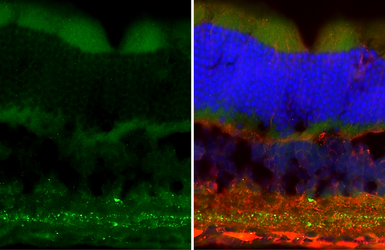 Anti-VIP antibody [HL3846] used in IHC (Frozen sections) (IHC-Fr). GTX642080